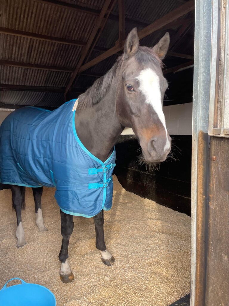 Horse on pellet bedding